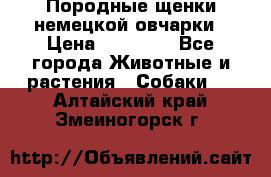 Породные щенки немецкой овчарки › Цена ­ 24 000 - Все города Животные и растения » Собаки   . Алтайский край,Змеиногорск г.